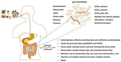 Effects of Dietary Nutrients on Fatty Liver Disease Associated With Metabolic Dysfunction (MAFLD): Based on the Intestinal-Hepatic Axis